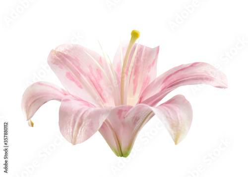 Beautiful blooming pink lily flower isolated on white