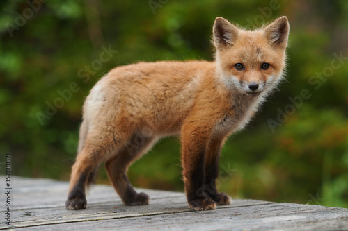 Wild baby red fox at the beach, June 2020, Nova Scotia, Canada