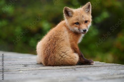 Wild baby red foxes at the beach, June 2020, Nova Scotia, Canada © Curtis Patterson