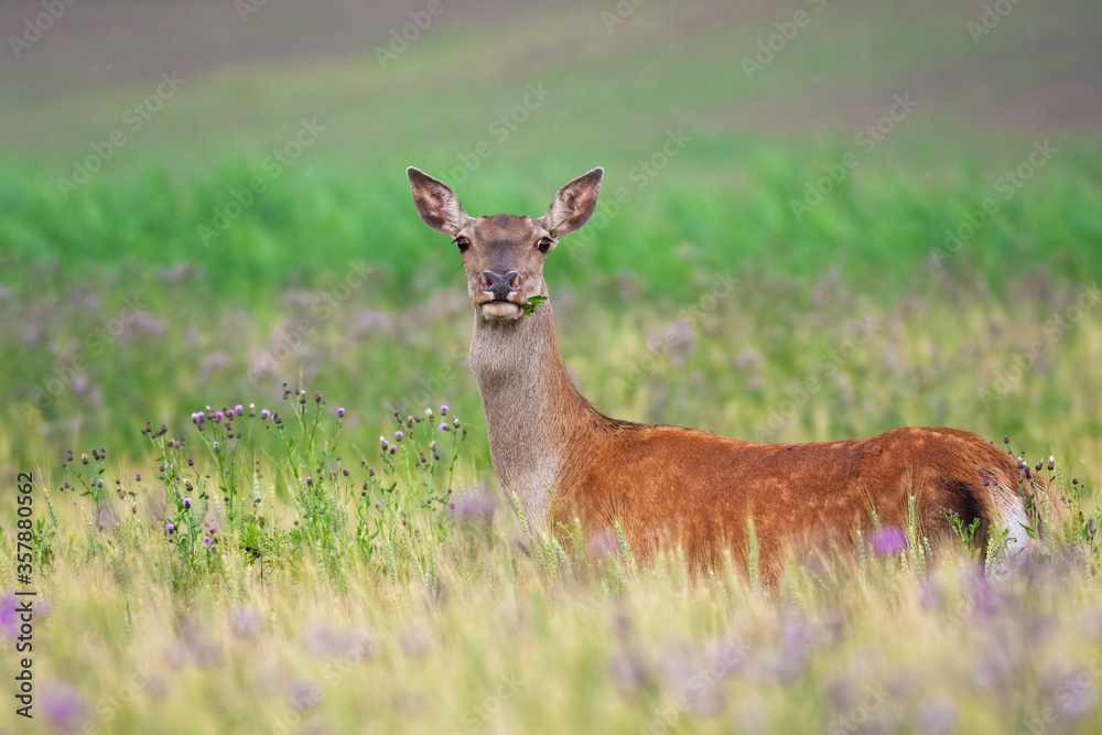 Alert red deer, cervus elaphus, hind standing on green field and looking into camera in summer nature. Attentive female mammal with brow fur on field from side view.