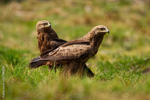 Pair of lesser spotted eagles, clanga pomarina, sitting on the ground on green meadow in summer nature. Two birds of prey with brown plumage close together from low angle view. photo