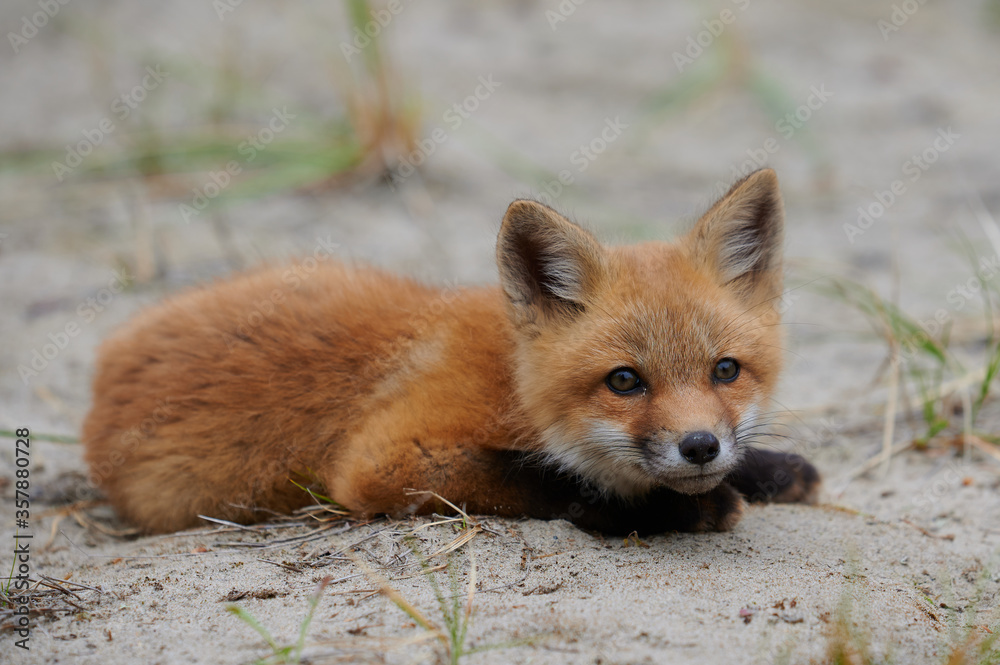 wild red fox baby