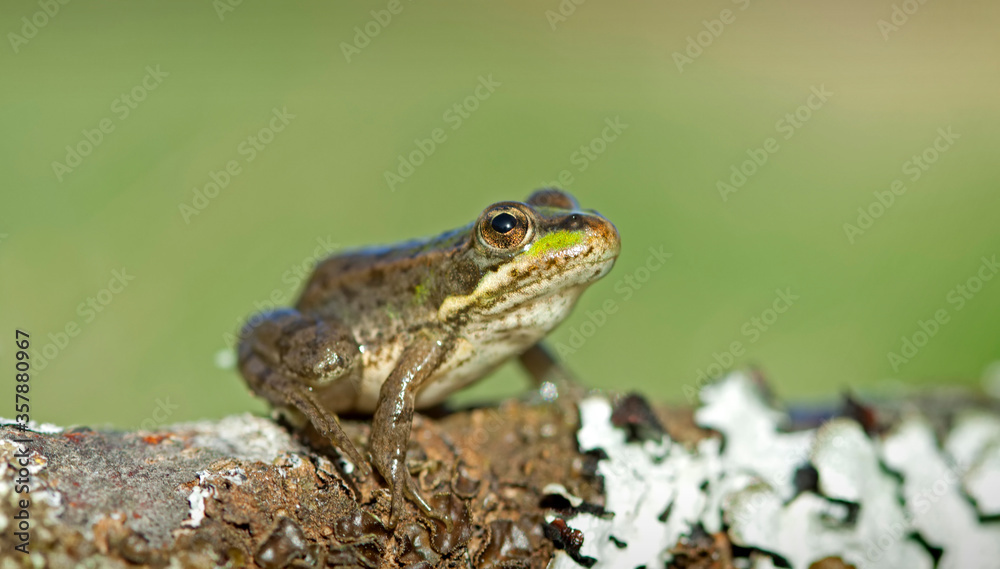Obraz premium Perez's Frog (Pelophylax perezi)