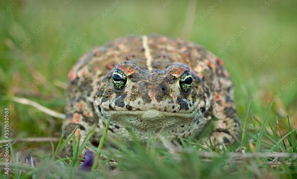 Natterjack toad (Epidalea calamita) Natterjack toad (Epidalea calamita)