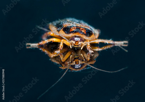 Male dubia cockroach (Blaptica dubia) photo