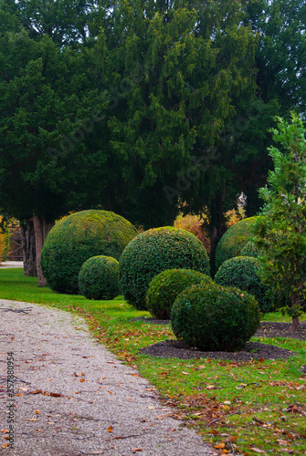 Beautiful ball-shaped green coniferous bushes in the autumn park. Ball-shaped bushes on a green lawn in a city park.