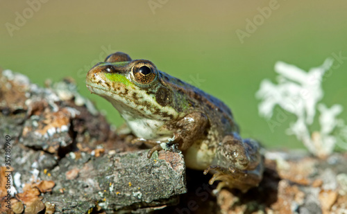 Perez's Frog (Pelophylax perezi).
