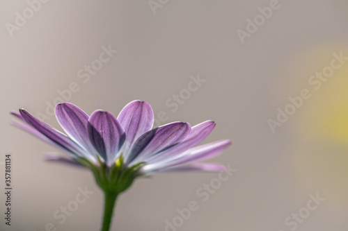 Closeup of a purple afrcian daisy against a blurred background © Jochen G.