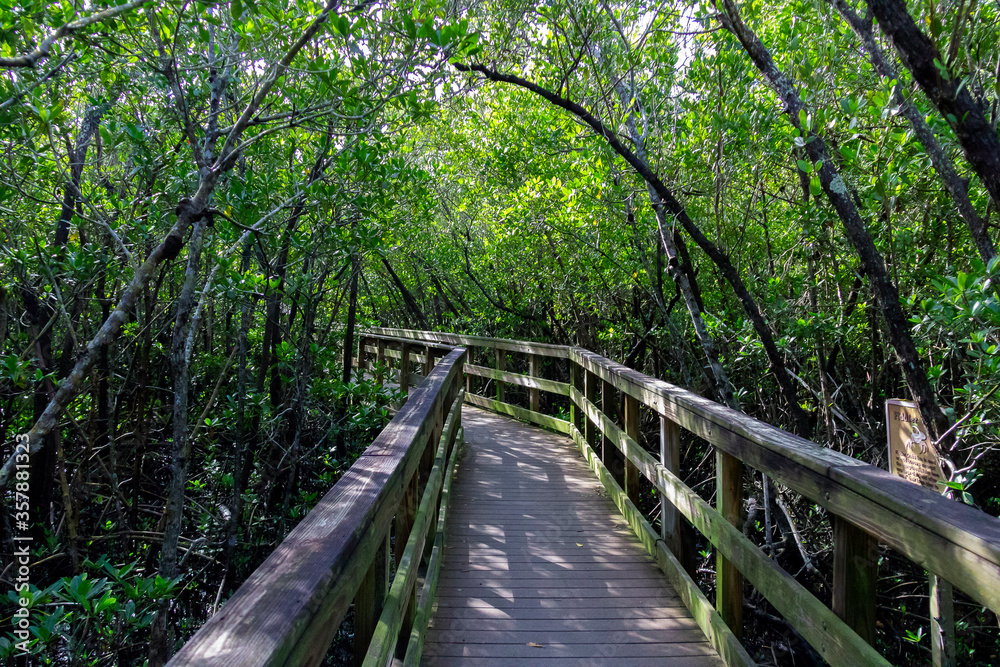 Obraz premium wooden bridge in the forest