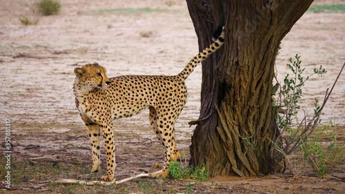 Male Cheetah Marking His Territory On Tree In South Africa.  - wide shot