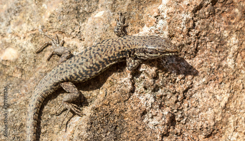 Common wall lizard (Podarcis muralis) sleeping at the sun.