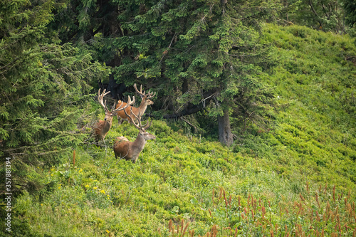 Herd of several red deer, cervus elaphus, stags with growing antlers in summer mountains. Group of wild animals feeding on hillside of gorge among spruce trees © WildMedia