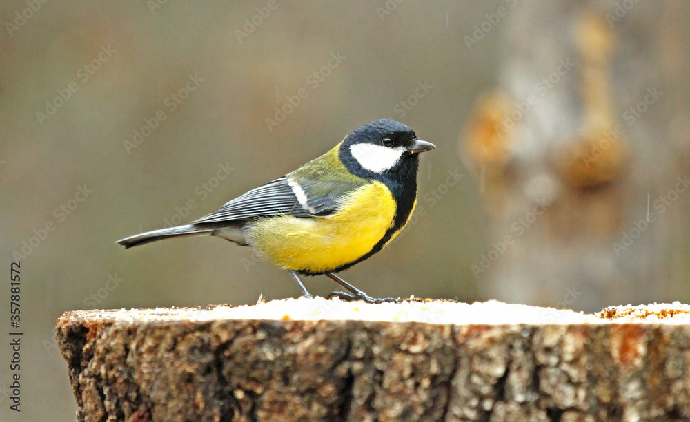 Great tit (Parus major) at a feeder in a rainy day. Great tit (Parus major) at a feeder in a rainy day.