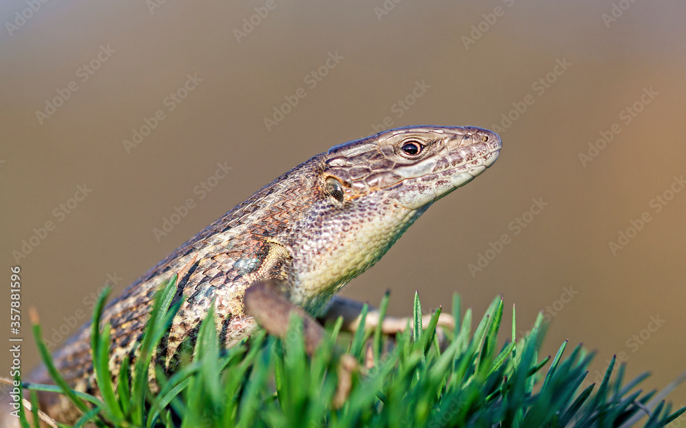 Fototapeta premium Long-tailed lizard (Psammodromus algirus)