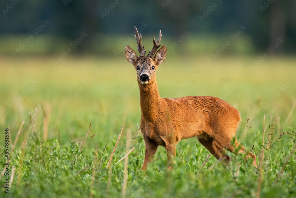 Territorial roe deer, capreolus capreolus, buck looking into camera on green field in summer nature. Alert male mammal with massive antlers from low angle view from side view.