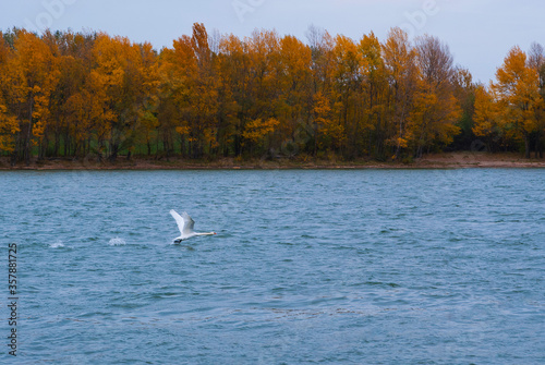 The white swan soars over the river against the background of the forest on an autumn day. Autumn forest on the lake shore.