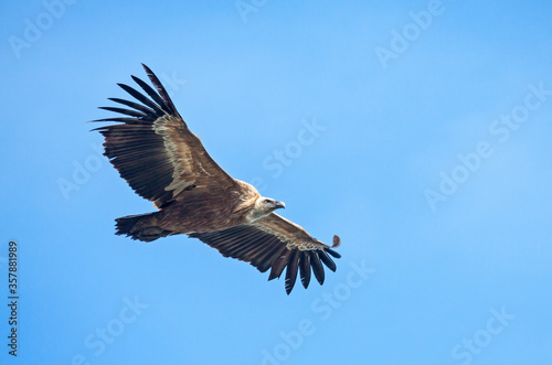 Griffon vulture  Gyps fulvus .