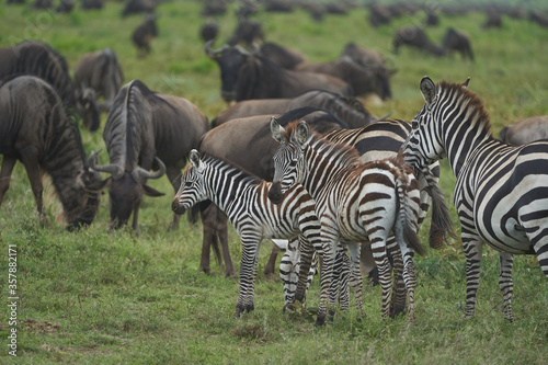 Great Migration Serengeti Gnu Wildebeest Zebra Connochaetes taurinus