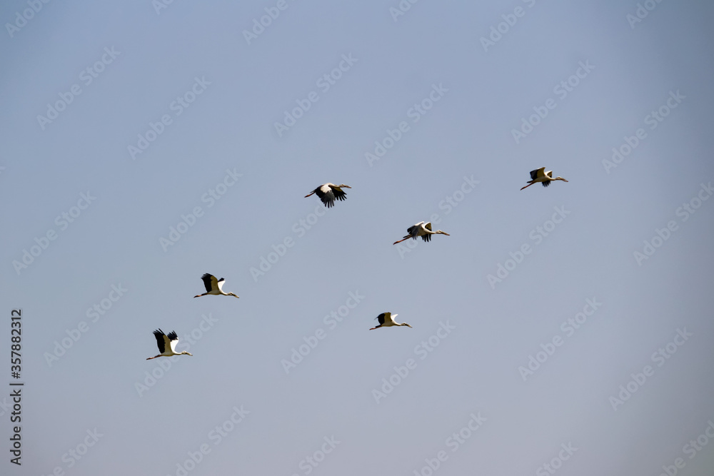 group of stork flying in sky