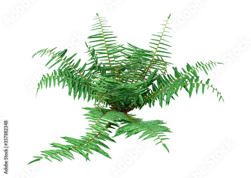 3D Rendering Neoblechnum Fern on White photo