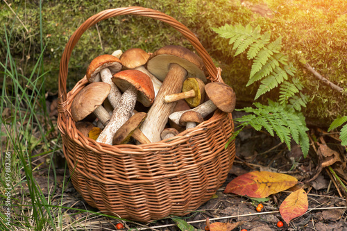 Edible Mushrooms porcini in the basket in sunlight. Nature, autumn forest