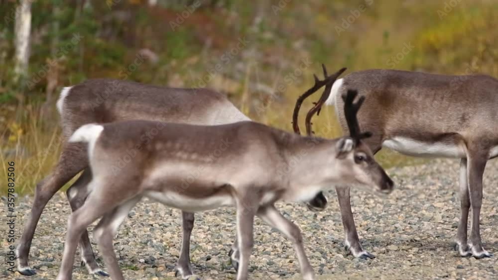 Scene of reindeers in autumn in Lapland, Finland Scene of reindeers in autumn in Lapland, Finland