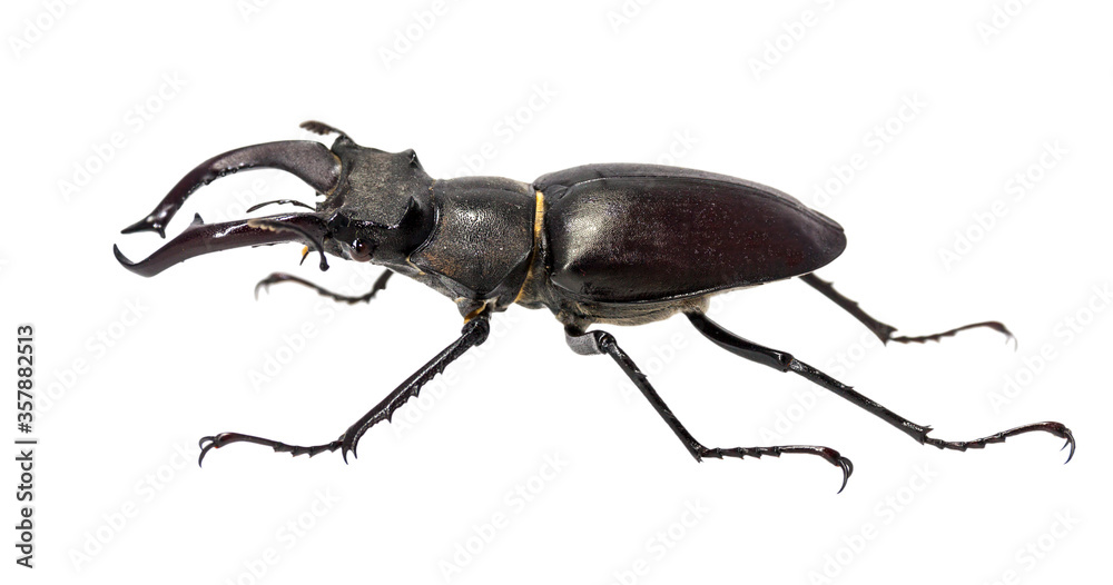 Deer beetle (Lucanus cervus) isolated against white background. Deer beetle (Lucanus cervus) isolated against white background.