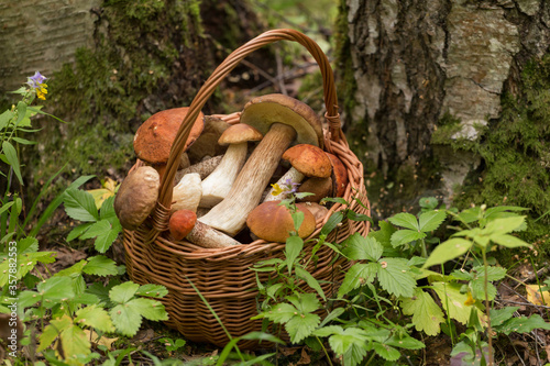 Edible mushrooms porcini in the wicker basket in forest. Nature, summer, autumn harvest