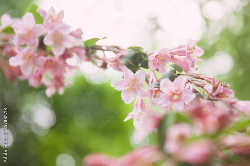 Pink weigela flowers close up