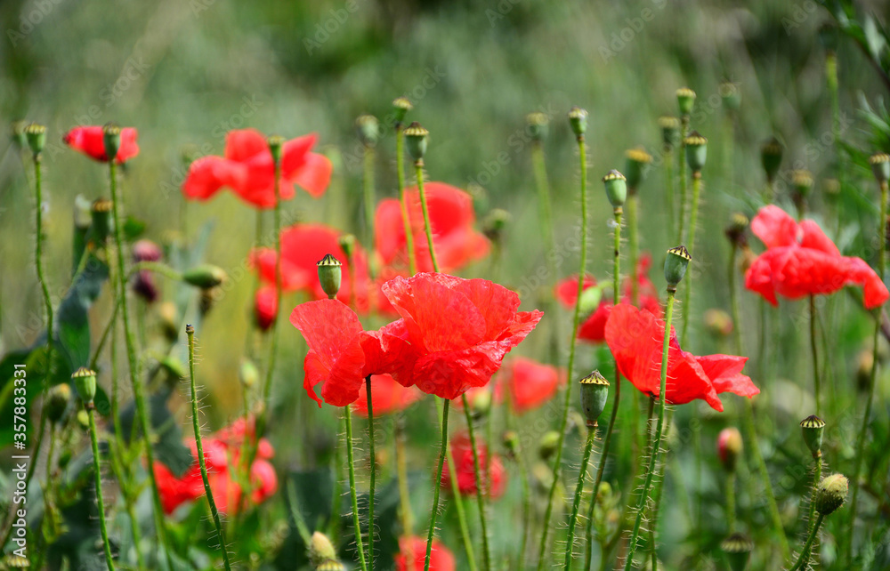 Obraz premium pole czerwonych maków