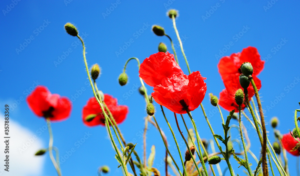 Obraz premium czerwone pole maku