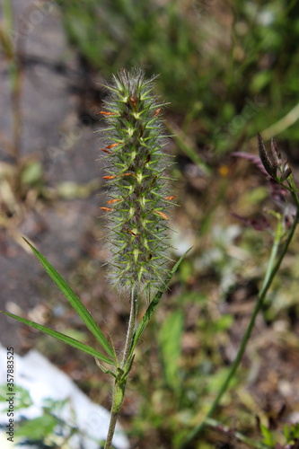 Some kind of grass with thorns on the seed head.