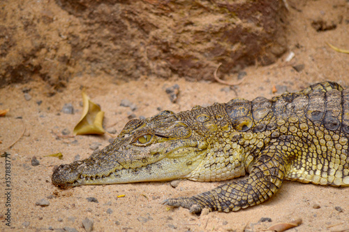 Nile crocodile