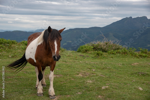 caballo blanco y marrón pastando en un monte del país Vasco. Hondarribia (Fuenterrabia) © Safi