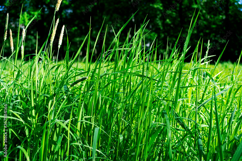 Obraz premium green grass background