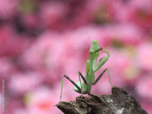  Macro of Praying mantis.Closeup.Pink blur background.