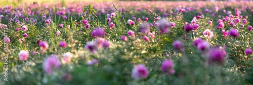 Panel kuchenny z motywem Flowers fields in the suburbs of Warsaw, Poland