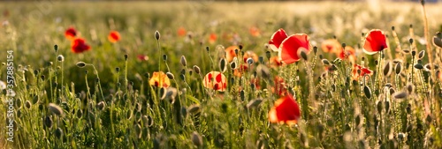 Poppy flowers in the field, Warsaw, Poland