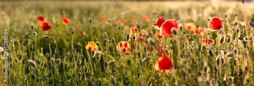 Panel kuchenny z motywem Poppy flowers in the field, Warsaw, Poland