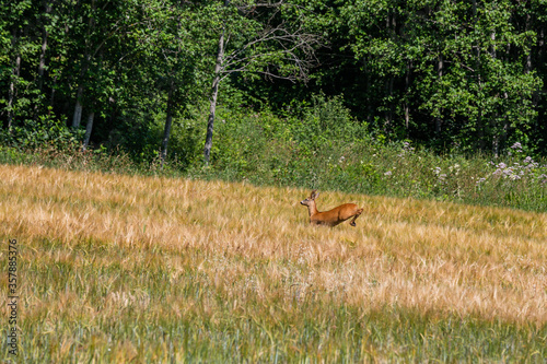  deer in a long grass