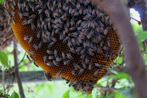Bees make a nest on a branch