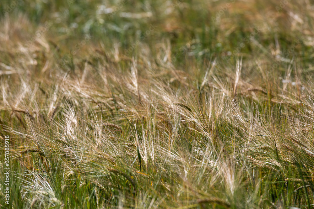 Fototapeta premium ripened cereal fields in summer