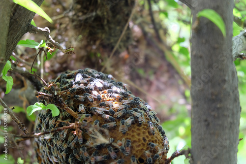 Bees make a nest on a branch