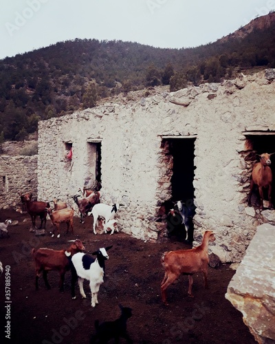 Corral de chèvres, Montagnes Tafoughalt, Maroc photo