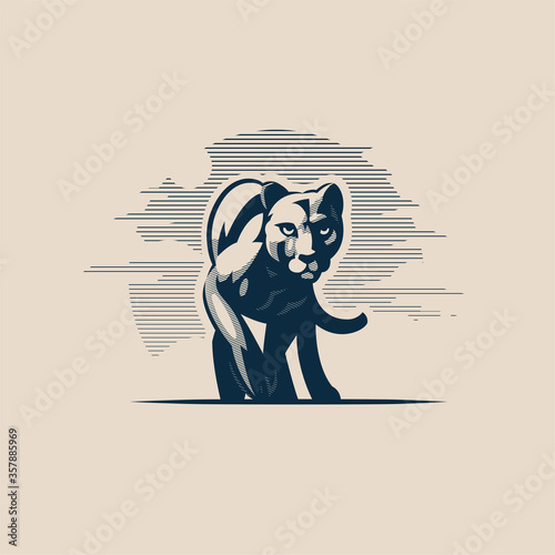Panther or cougar, wild cat moves