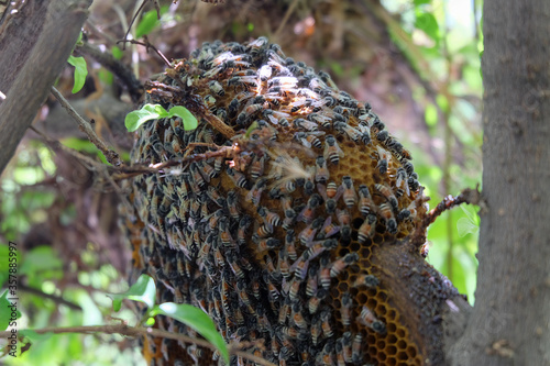 Bees make a nest on a branch