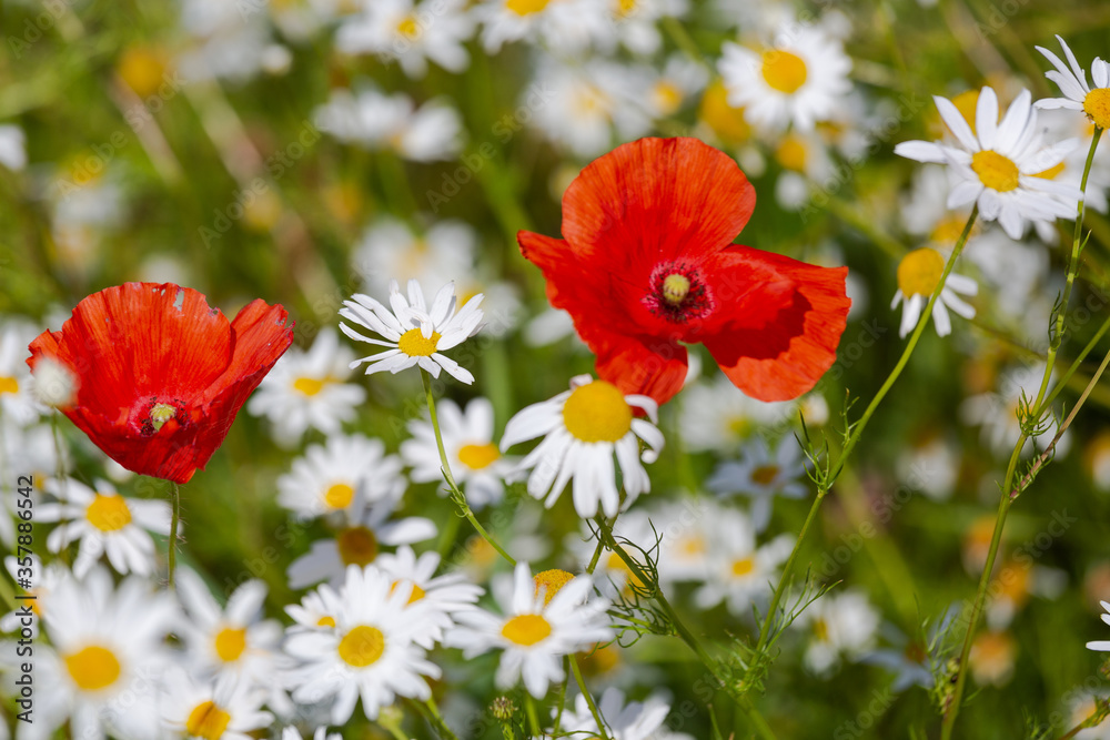 red poppies in a daisies field