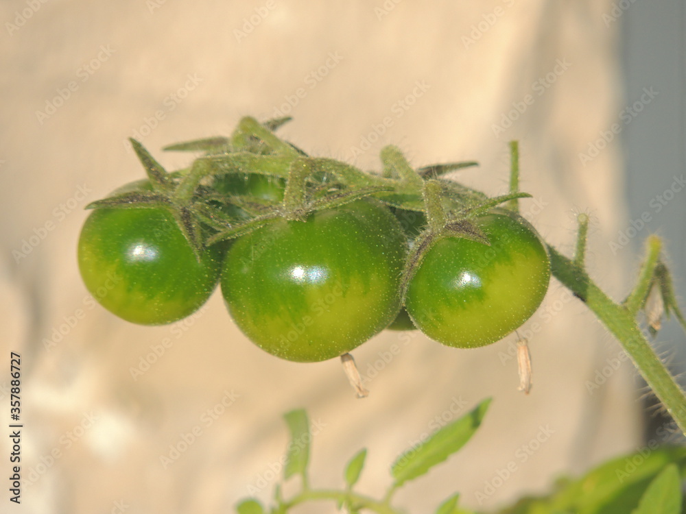 Obraz premium green fresh organic cherry tomato vegetable