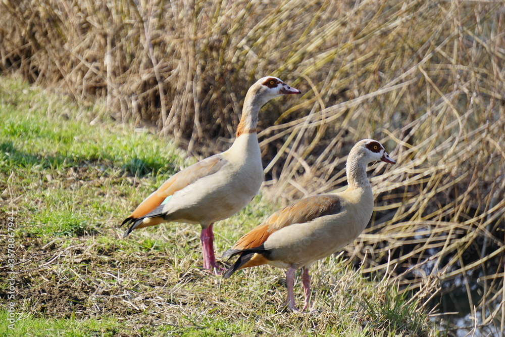 two ducks on the grass