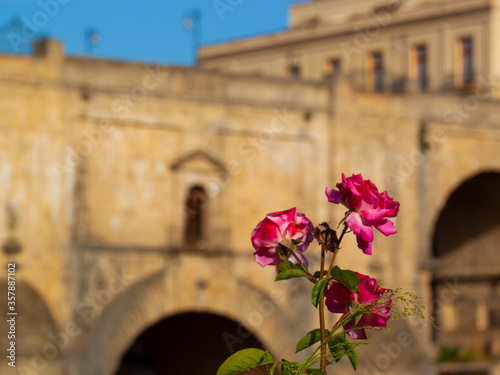 pink rose flowers in the old town of Ronda in front of the Puento Nuevo bridge photo